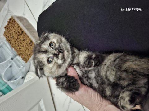 Günlük scottish fold