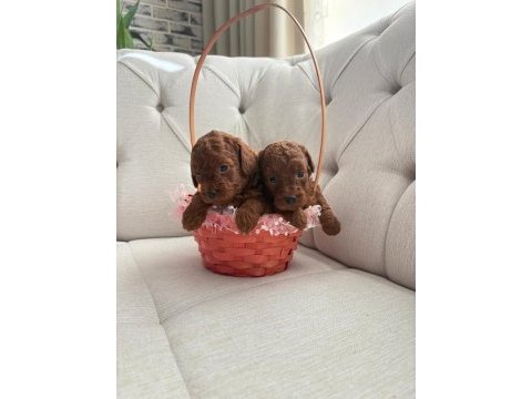 Safkan red brown toy poodle