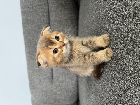 Golden scottish fold
