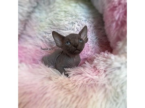 Safkan sphynx yavruları ozyfelines