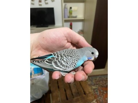Yeni yeme düşmüş muhabbet kuşu yavruları