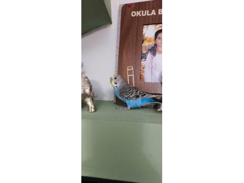 9 adet yavru muhabbet kuşu