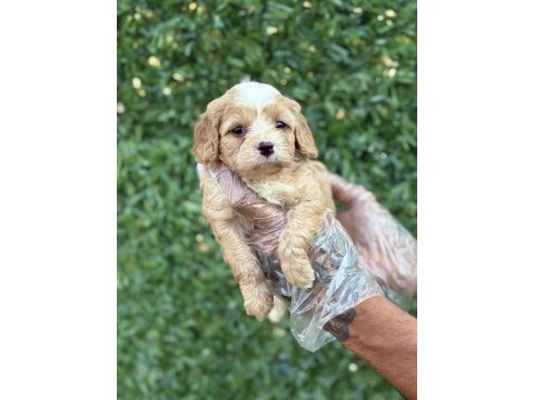 Cavapoo yavrularım