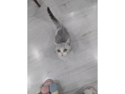 2,5 aylık british shorthair