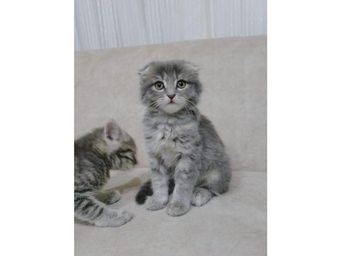 Sahiplendirme scottish fold