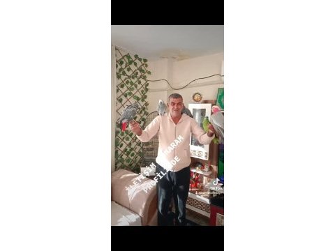 3 adet jako 1 adet amazon ve gallah kakadu papağanı
