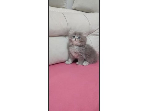 Uyguna british shorthair erkek yavrumuza yuva