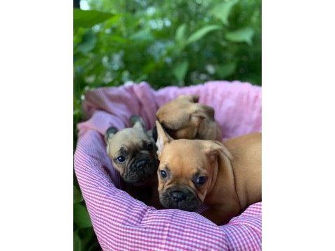 French bulldog yavrular 2 dişi 1 erkek 50 günlük