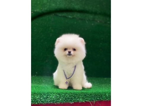 Blacks petshop garantisiyle pomeranian boo yavrularımız
