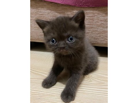 British shorthair kahverengi