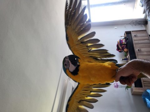 Bebek yetişkin ara papağanları