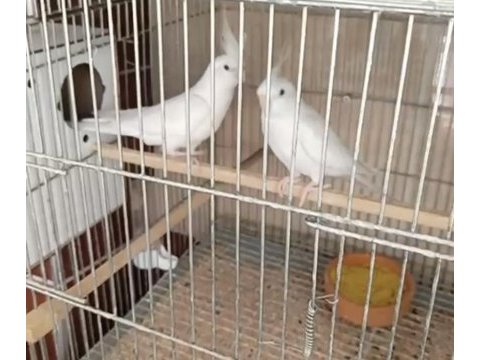 Takım albino sultan papağanı (erkek olan konuşuyor)