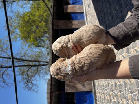 Toy poodle apricot yavrularımız