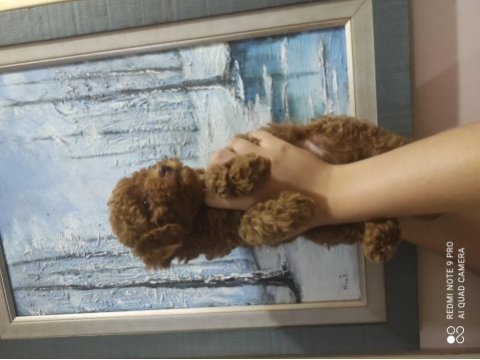 İddialıyız en küçük poodle koreler bizde