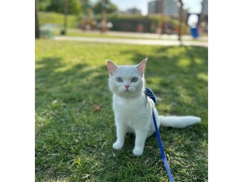 British shorthair mavişe eş arıyoruz