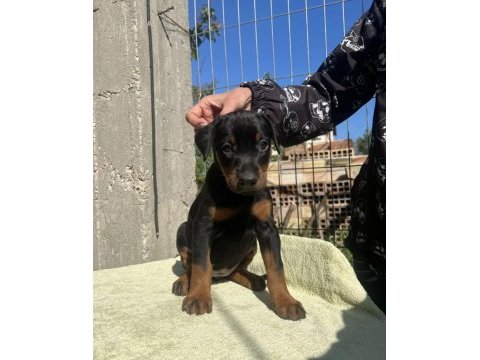 King doberman köpekler