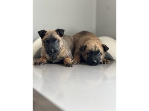 Safkan ve şecereli orjinal a kalite malinois yavruları