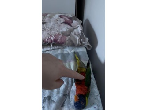 Konuşan full evcil lori böylesi yok