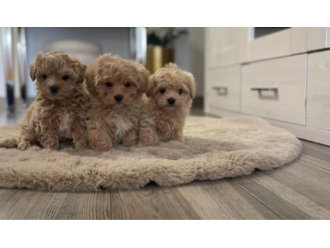 Maltipoo yavrularımız