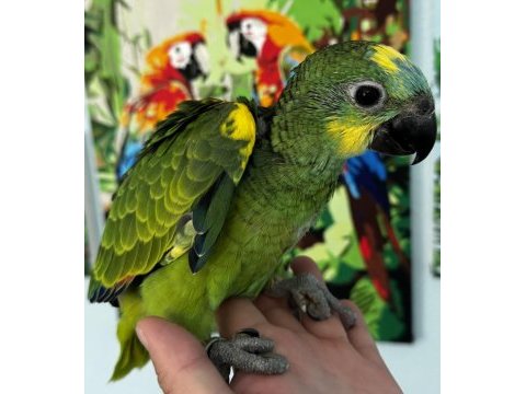 Blue front amazon papağanı bebek