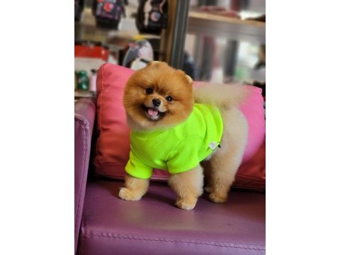 Efsane 1.5 yaşında pomeranian erkek izmir