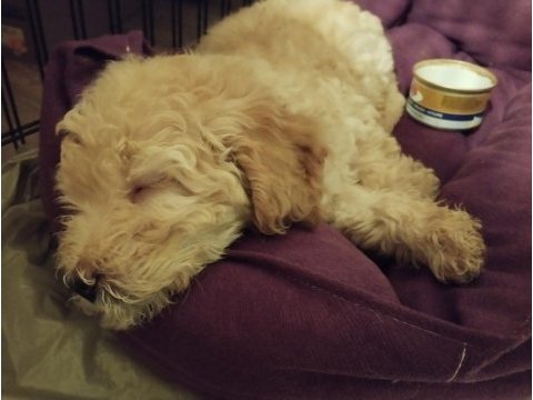 2 aylık toy poodle her şeyi ile vereceğim