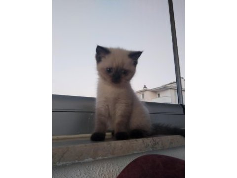 2 aylık yavru british shorthair