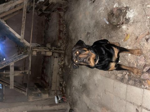Macar rottweiler koca kafa