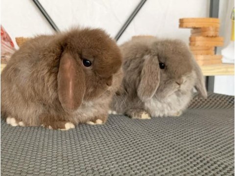 Mini lop chocolate renk tavşan