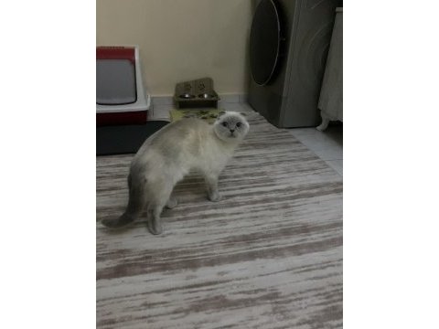 Blue point scottish fold