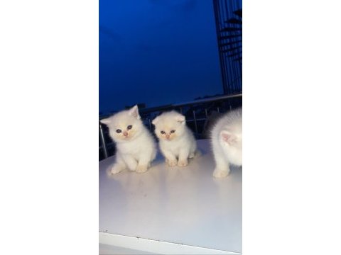 Scottish blue point ve british shorthair