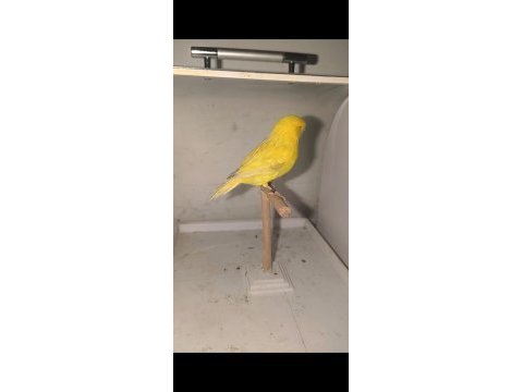 Gloster dişi erkek vasıflı kuşlar