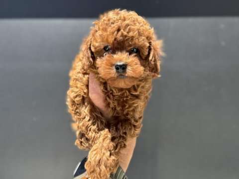Profesyonel ruhsatlı çiftlikde ziyarete açık toy poodle