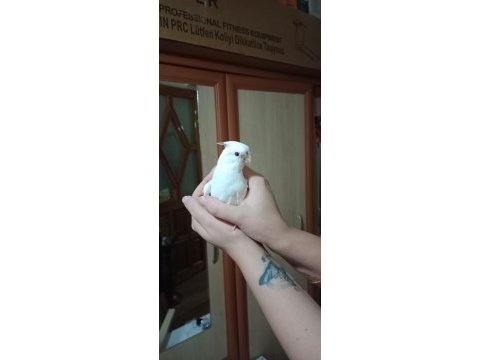 Albino dişi sultan papağanı