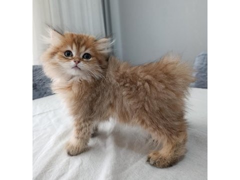 Premium güzellikte british longhair