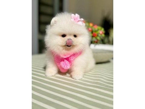 Mini boy ayıcık prenses pomeranian