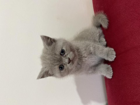 Ev scottish fold kızımızın 5 yavrusu yuvasını