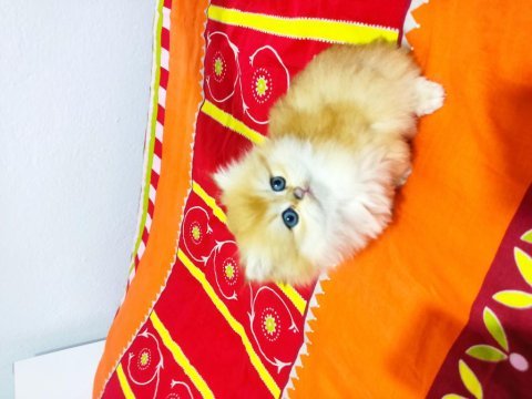 Full şecereli ny 11 british longhair 56 günlük kızım