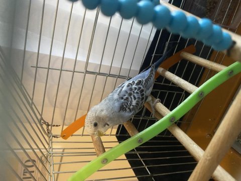 Genç dişi muhabbet kuşu takas olur uygundur