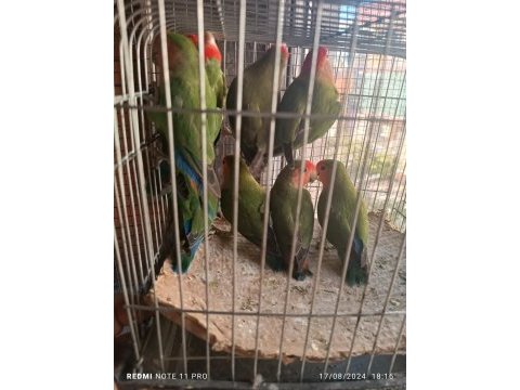 Üreticiden sevda papağanlar