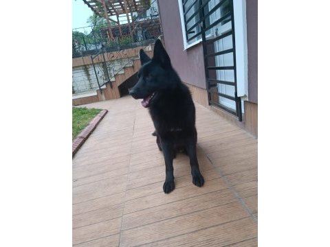 Solid black alman kurdu oğluma eş arıyorum