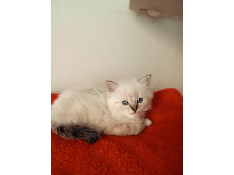 Uygun fiyata ragdoll yavru