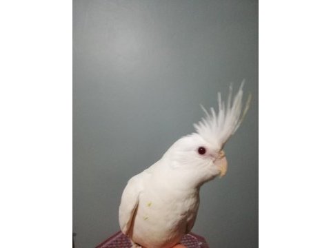 Erkek albino sultan papağanı yavru