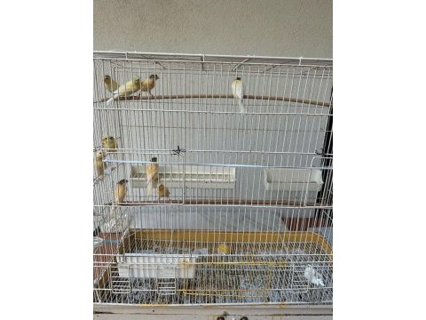Yavru ve yavrulu kanarya çiftler