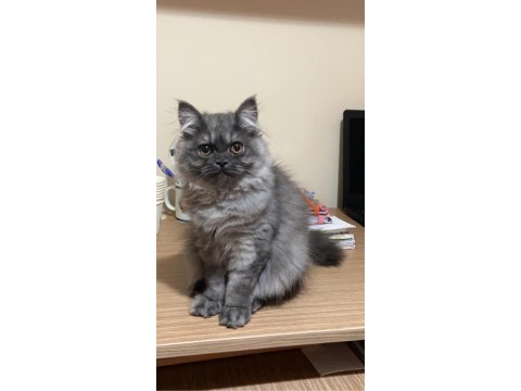 1 yaşında british longhair