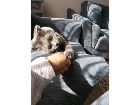 Oyuncu duman scottish fold