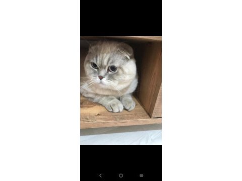 British shorthair scottish fold longhair yavrular