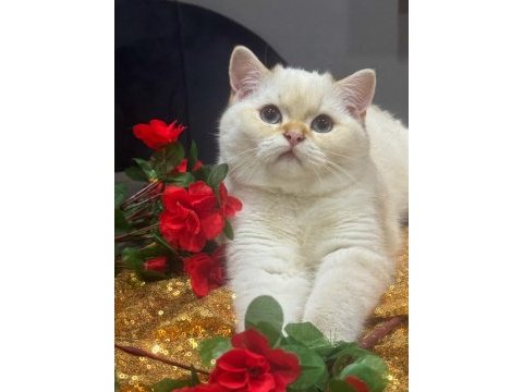 Safkan british shorthair golden point