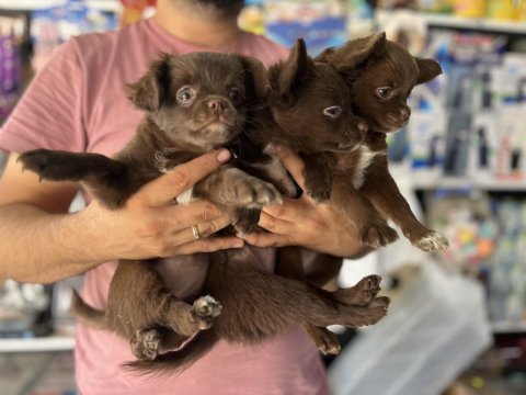 Kalite isteyene çikolata longhair chihuahua bebekler