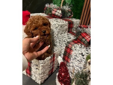 Erkek toy poodle köpeği